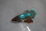 Dumbo Multicolor   Halfmoon Female Betta (ID#801-F210) Free2Day SHIPPING