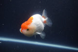 Tancho Lionchu  Red White 3.5 Inch (ID#1115R2c-66) Free2Day SHIPPING