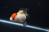 Thai Oranda  Tricolor 4 Inch (ID#0107T2a-62) Free2Day SHIPPING