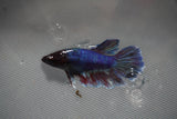 Dumbo Multicolor   Halfmoon Female Betta (ID#801-F211) Free2Day SHIPPING