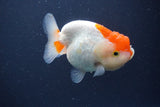 Tancho Lionchu  Red White 3.5 Inch (ID#1115R2c-66) Free2Day SHIPPING