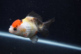 Thai Oranda  Tricolor 4 Inch (ID#0107T2a-62) Free2Day SHIPPING