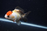 Thai Oranda  Tricolor 4 Inch (ID#0107T2a-62) Free2Day SHIPPING