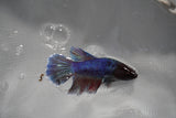 Dumbo Multicolor   Halfmoon Female Betta (ID#801-F211) Free2Day SHIPPING