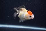 Thai Oranda  Tricolor 4 Inch (ID#0107T2a-62) Free2Day SHIPPING