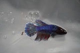 Dumbo Multicolor   Halfmoon Female Betta (ID#801-F211) Free2Day SHIPPING