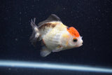 Thai Oranda  Tricolor 4 Inch (ID#0107T2a-62) Free2Day SHIPPING