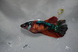 Nemo Koi Galaxy  Halfmoon Female Betta (ID#801-F212) Free2Day SHIPPING