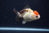 Thai Oranda  Tricolor 4 Inch (ID#0107T2a-62) Free2Day SHIPPING