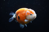 Milk Cow Ranchu  Calico 4.5 Inch (ID#0110R10c-95) Free2Day SHIPPING