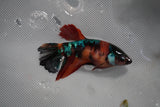 Nemo Koi Galaxy  Halfmoon Female Betta (ID#801-F212) Free2Day SHIPPING