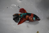 Nemo Koi Galaxy  Halfmoon Female Betta (ID#801-F212) Free2Day SHIPPING