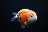 Milk Cow Ranchu  Calico 4.5 Inch (ID#0110R10c-95) Free2Day SHIPPING