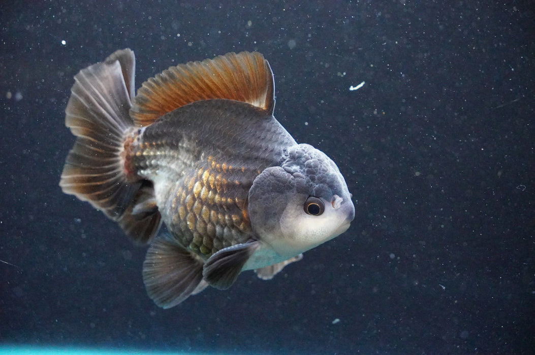 Thai Oranda  Panda 4 Inch (ID#1031T6c-71)
