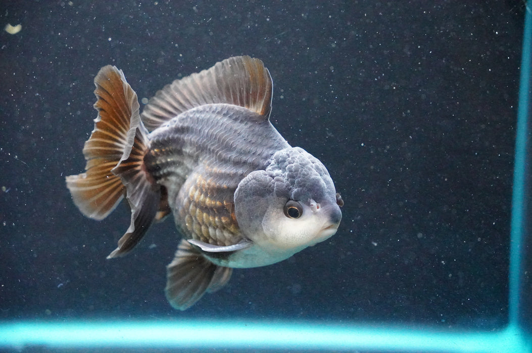 Thai Oranda  Panda 4 Inch (ID#1031T6c-71)