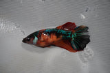 Nemo Koi Galaxy  Halfmoon Female Betta (ID#801-F212) Free2Day SHIPPING