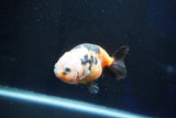 Milk Cow Ranchu  Calico 3.5 Inch (ID#1029R9a-60) Free2Day SHIPPING