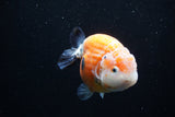 Milk Cow Ranchu  Calico 4.5 Inch (ID#0110R10c-95) Free2Day SHIPPING