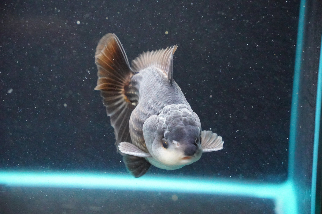 Thai Oranda  Panda 4 Inch (ID#1031T6c-71)