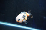 Milk Cow Ranchu  Calico 3.5 Inch (ID#1029R9a-60) Free2Day SHIPPING