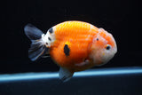 Milk Cow Ranchu  Calico 4.5 Inch (ID#0110R10c-95) Free2Day SHIPPING