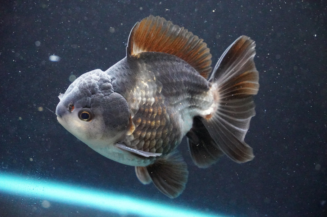 Thai Oranda  Panda 4 Inch (ID#1031T6c-71)
