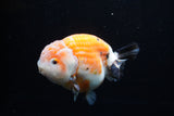 Milk Cow Ranchu  Calico 4.5 Inch (ID#0110R10c-95) Free2Day SHIPPING