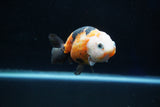 Milk Cow Ranchu  Calico 3.5 Inch (ID#1029R9a-60) Free2Day SHIPPING