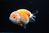 Milk Cow Ranchu  Calico 4.5 Inch (ID#0110R10c-95) Free2Day SHIPPING