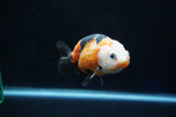 Milk Cow Ranchu  Calico 3.5 Inch (ID#1029R9a-60) Free2Day SHIPPING