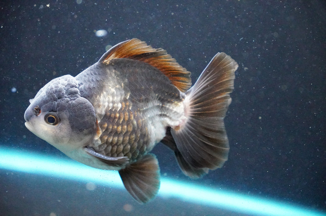 Thai Oranda  Panda 4 Inch (ID#1031T6c-71)