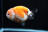 Milk Cow Ranchu  Calico 4.5 Inch (ID#0110R10c-95) Free2Day SHIPPING