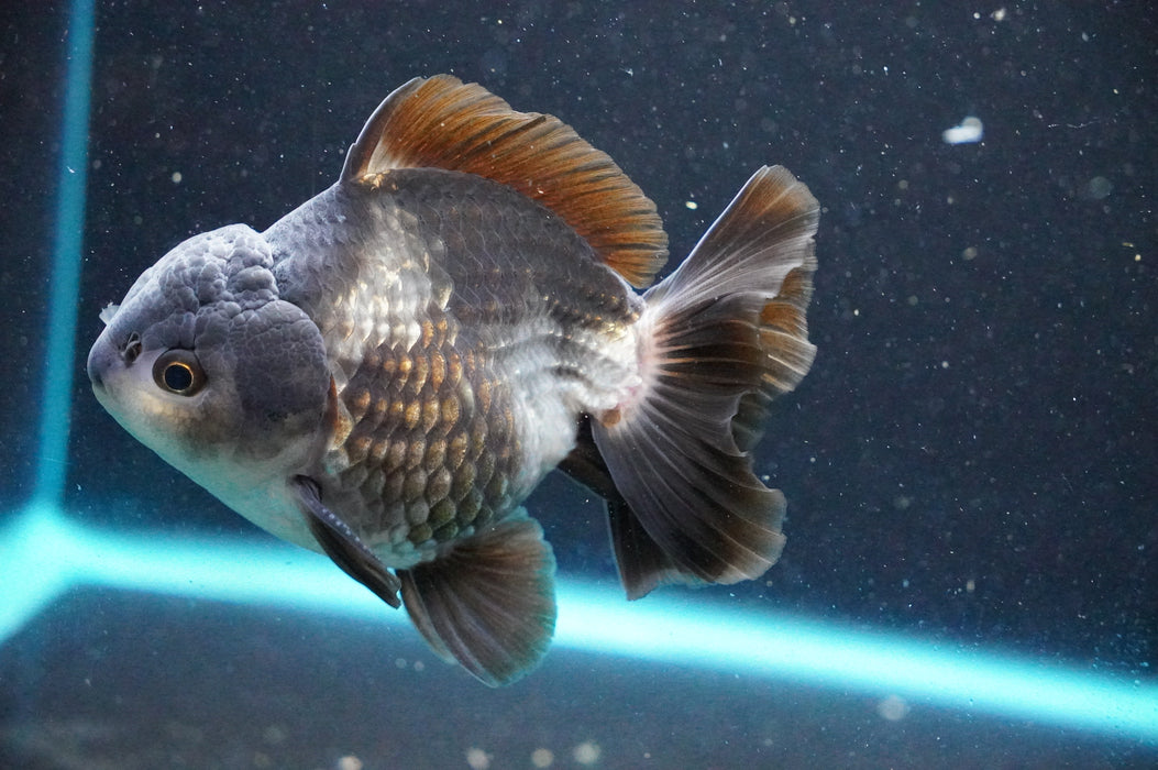 Thai Oranda  Panda 4 Inch (ID#1031T6c-71)