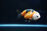 Milk Cow Ranchu  Calico 3.5 Inch (ID#1029R9a-60) Free2Day SHIPPING