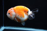 Milk Cow Ranchu  Calico 4.5 Inch (ID#0110R10c-95) Free2Day SHIPPING