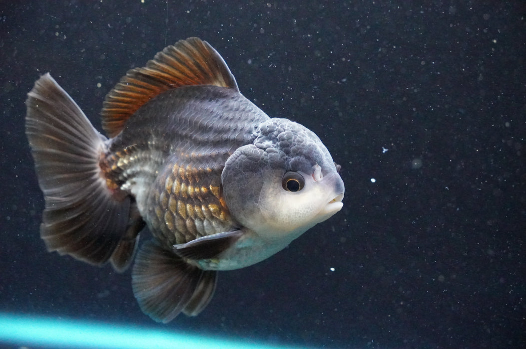 Thai Oranda  Panda 4 Inch (ID#1031T6c-71)