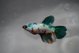 Candy Koi Halfmoon Female Betta (ID#801-F213) Free2Day SHIPPING