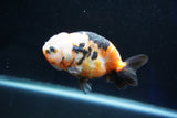 Milk Cow Ranchu  Calico 3.5 Inch (ID#1029R9a-60) Free2Day SHIPPING