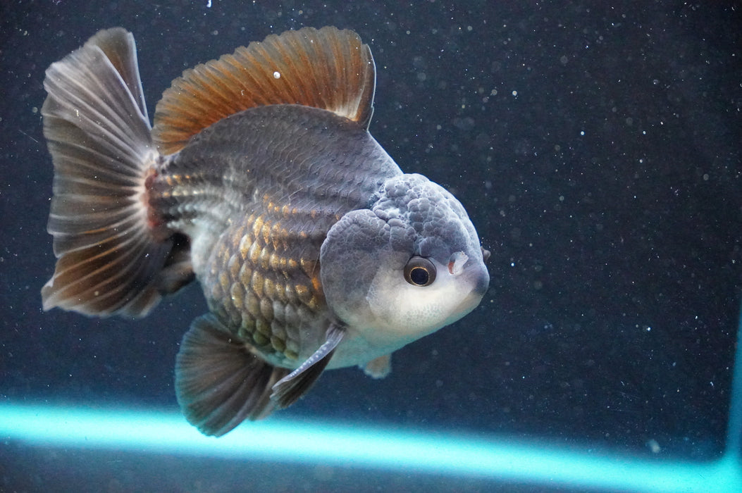 Thai Oranda  Panda 4 Inch (ID#1031T6c-71)