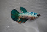 Candy Koi Halfmoon Female Betta (ID#801-F213) Free2Day SHIPPING