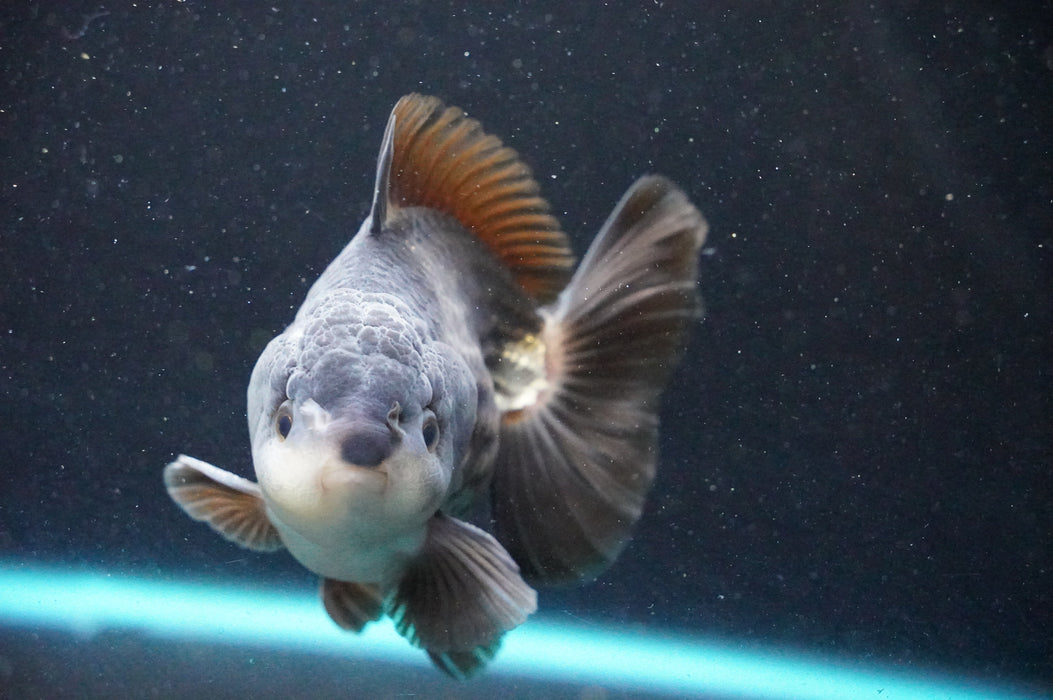 Thai Oranda  Panda 4 Inch (ID#1031T6c-71)