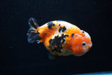 Milk Cow Ranchu  Calico 4.5 Inch (ID#0110R10c-96) Free2Day SHIPPING