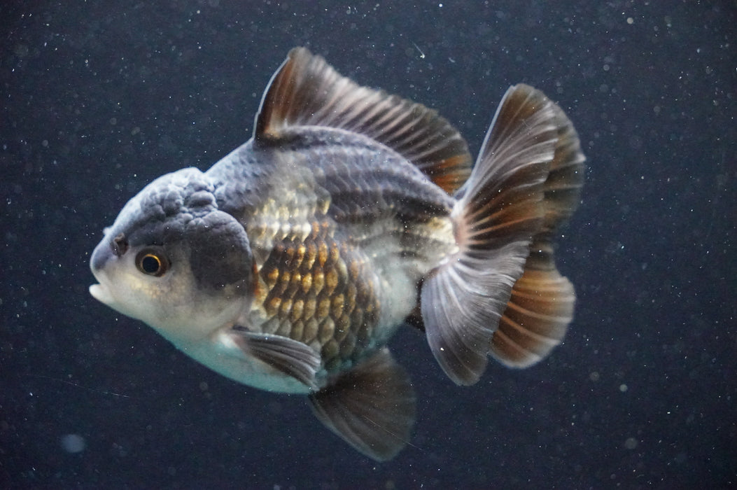Thai Oranda  Panda 4 Inch (ID#1031T6c-71)