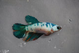 Candy Koi Halfmoon Female Betta (ID#801-F213) Free2Day SHIPPING