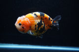 Milk Cow Ranchu  Calico 4.5 Inch (ID#0110R10c-96) Free2Day SHIPPING