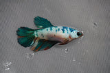 Candy Koi Halfmoon Female Betta (ID#801-F213) Free2Day SHIPPING