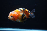 Milk Cow Ranchu  Calico 4.5 Inch (ID#0110R10c-96) Free2Day SHIPPING