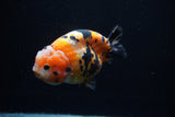 Milk Cow Ranchu  Calico 4.5 Inch (ID#0110R10c-96) Free2Day SHIPPING