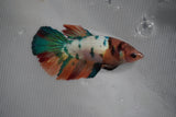 Candy Koi Galaxy  Halfmoon Female Betta (ID#801-F214) Free2Day SHIPPING