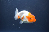 Tancho Lionchu  Red White 3.5 Inch (ID#1119R2c-63) Free2Day SHIPPING